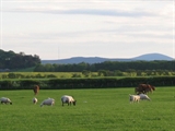 Cheviot Hill from Springhill