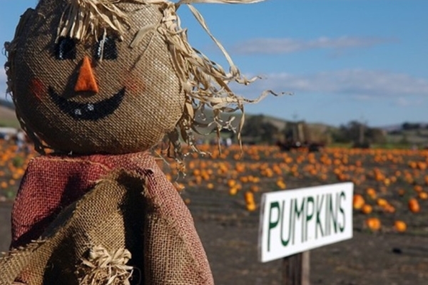 Pumpkin Festival