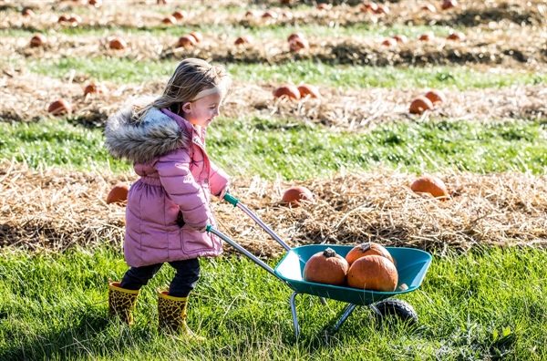 Springhill Pumpkin Festival